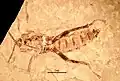 Jeholopsyche liaoningensis ventral, showing proboscis