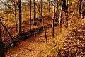 Autumn scene