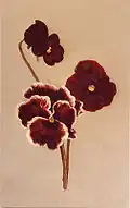 Study of pansies