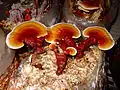 Grown lingzhi mushroom