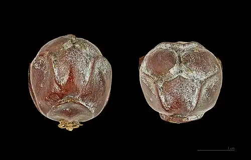 Two views of a cone