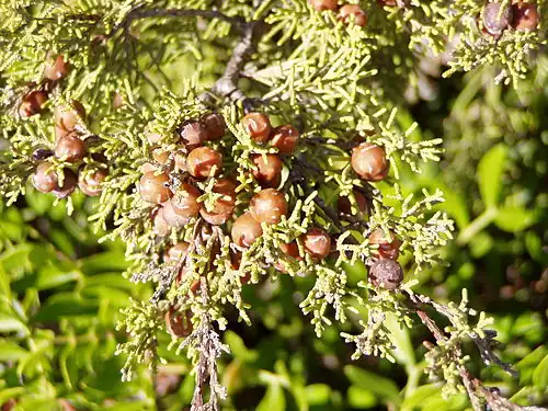 Juniperus phoenicea (Cupressaceae)
