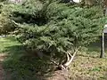 Juniperus × pfitzeriana