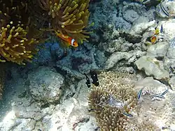 A pair of juvenile three-spot dascylluses with their anemone in the Maldives: A pair of black-foot anemonefish can be seen to the top.