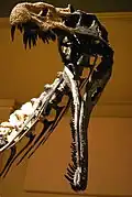 The skull of the Suchomimus mount.
