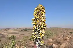 Inflorescence
