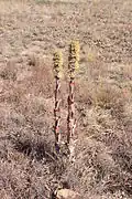Flowering plant