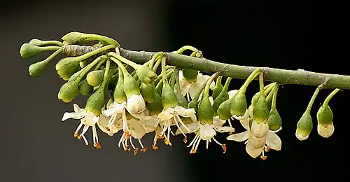 Flowers in profile