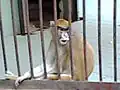 Monkey