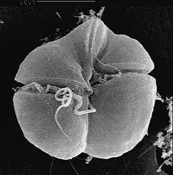 Karenia brevis produces red tides highly toxic to humans[214]