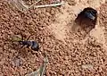 Nest opening