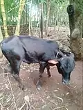 Bull