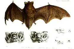 Drawing of bat