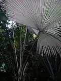 Distinctive white undersides to the leaves of Kerriodoxa elegans