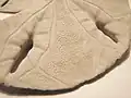Hundreds of tube feet, called podia, project from the underside of the live animal to capture and move food and sediment particles to the mouth. The bumps, called tubercles, on which short spines rest, can be seen on the underside of the test. Locomotion on and through sediment is achieved by the spines moving in coordination.