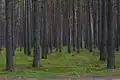 Pine forest