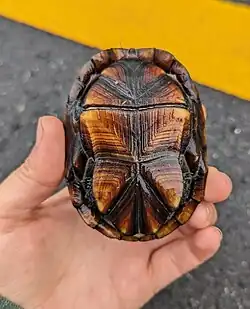 Plastron, Florida