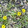 Yellow wildflowers