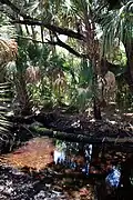 Palms near pond in Kilpatrick Hammock