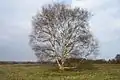 Knettishall Heath