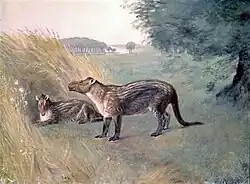Phenacodus