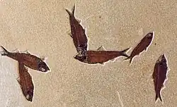 Knightia eocaena fish, about 10 centimetres (3.9&nbsp;in) long. Knightia is the most commonly excavated fossil fish in the world.[10]