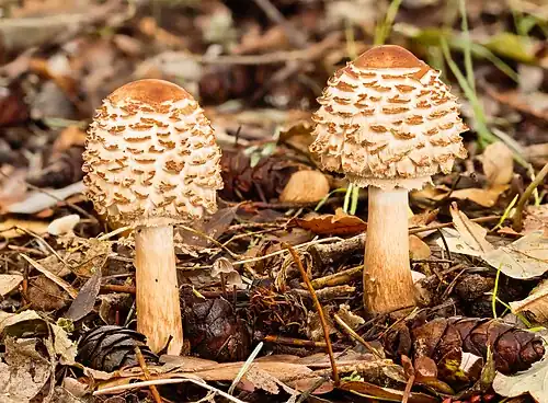 Two young tuberous C. rhacodes