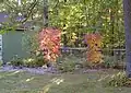 Korean Maple fall color