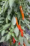 Red (ripe) chili peppers
