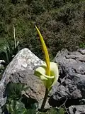A. creticum