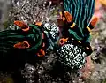 N. kubaryana eating Oxycorynia fascicularis tunicates