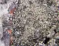 Kuznetsovite: another rare arsenate of mercury: expanse of beige crystals
