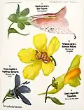 Excerpt from Botanische Wandtafeln, Scrophulariaceae