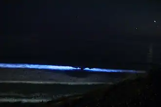 L. polyedra Bioluminescing at Scripps Institution of Oceanography on September 29, 2011 (exposure: 1 sec / F2.8 / ISO 6400)