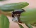 Adult L. nigrinus feeding on A. tsugae