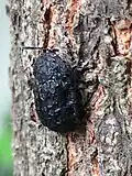 Laccoptera foveolata, India
