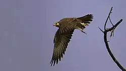 Laggar falcon begins a swoop at Tal Chhapar Sanctuary (India)