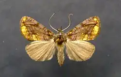 Lamprotes c-aureum
