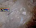 Burial 15. Excavation at exposition 1.