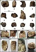 Burial 17 - Chopped and burnt fragments of long bones were deposited within the cranium.