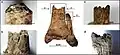 Burial 21 - Manipulation of the corpse while soft tissues were still present.