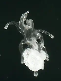 Late brachiolaria with starfish primordium