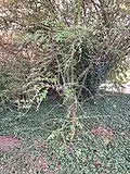 Mature specimen in leaf and full bloom, late April, Royal Botanic Garden Edinburgh Scotland.