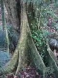 Pukatea trunk