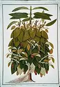 The black pepper (Piper nigrum, Malay lada hitam).