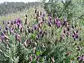 Wild in Ceuta, Spain