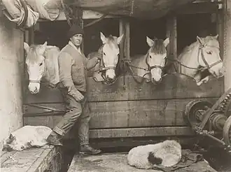 Lawrence Oates and ponies on the Terra Nova