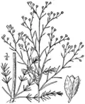Lechea pulchella