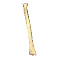 Left radius - close-up - animation.