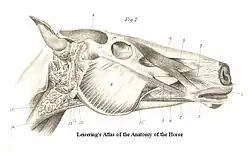 Muscles of the Head
